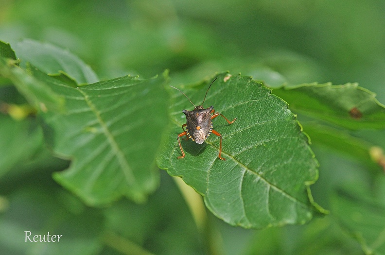 Rotbeinige Baumwanze (Pentatoma rufipes)